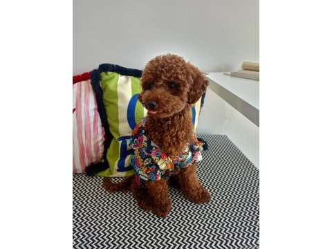 Brown toy poodle erkek - mini boy çiftleşmeye hazır