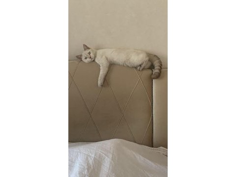 British shorthair 6 aylık yavru eğitimli