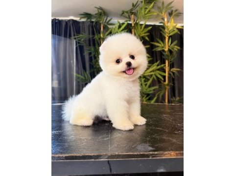 Orjinal pomeranian boo