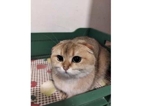 Safkan yeşil gözlü kedimiz yeni yuvasını arıyor