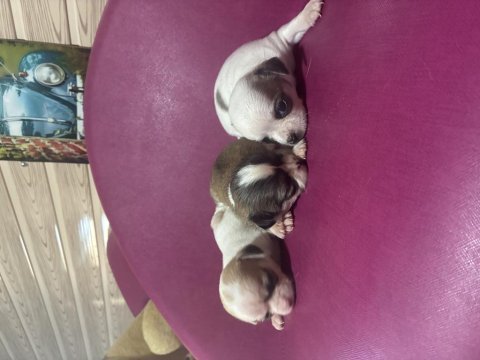 Cihihuahua şiwawa