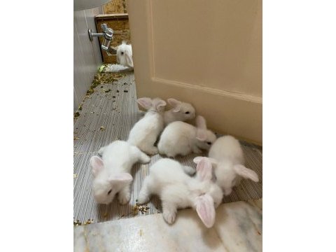 6 adet hollanda lop tavşan