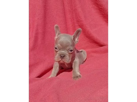Ankara exotic french bulldog