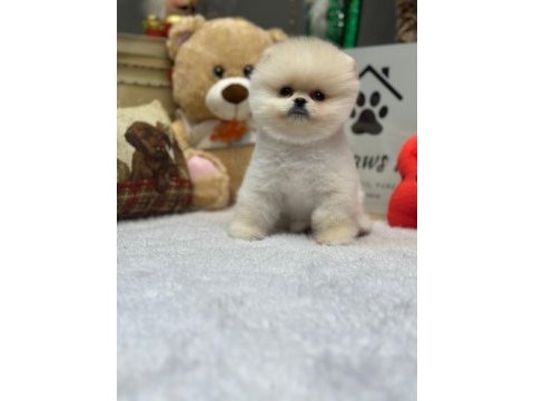 Irk ve sağlık garantili pomeranian yavrularımız