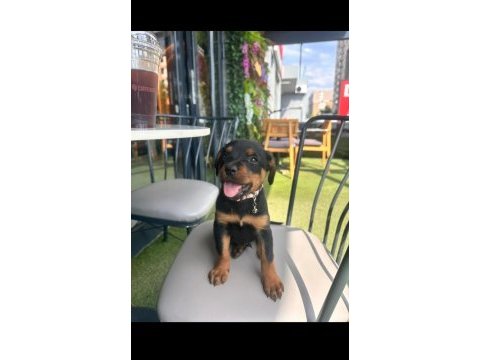 Orjinal rottweiler yavrumuz 