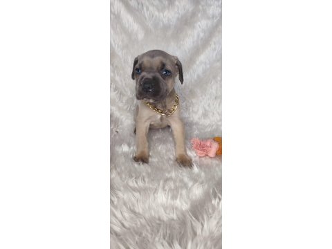 Safkan cane corso yavrular