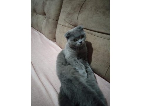 Scottish fold kedimiz sahiplendirilecektir