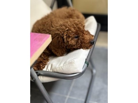 3 aylık poodle