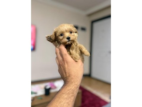 Bal maltıpoo bebeğimiz