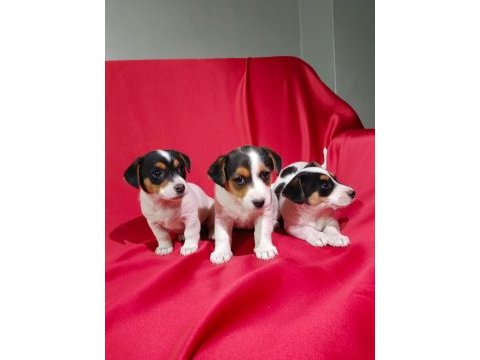 Jack russell dişi yavrular