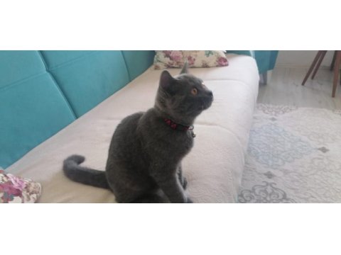 Evcil uyumlu sakin british longhair