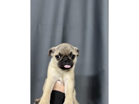 En üst kalite pug bebekler
