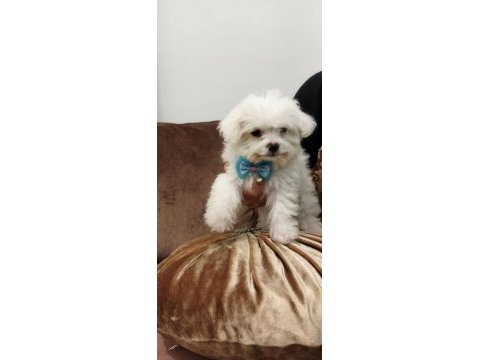 Maltese terrier yavrumuz. mini boy
