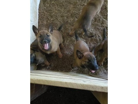 30 günlük ırk garantili oyuncu hırslı malinois yavrular
