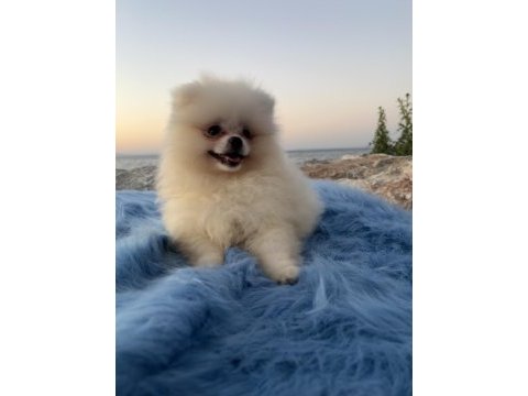 Pomeranian boo teddy face