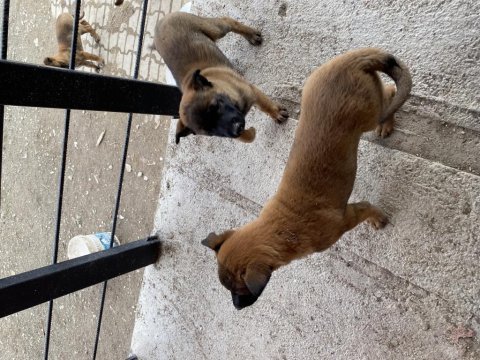 Orjinal belçika kurdu