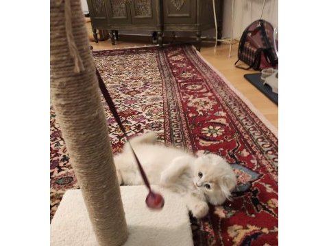 British longhair ve scottish fold kırması