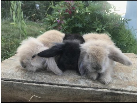 Samsun hollanda lop tavşan yavruları