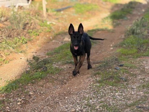 Belçika malinois yavruları