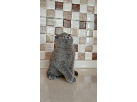 Ayı surat scottish fold yavru