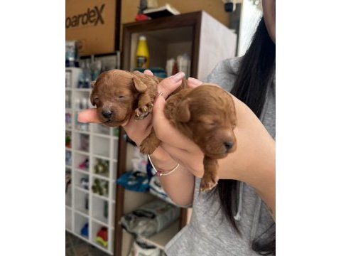 Kore poodle bebeklerimiz
