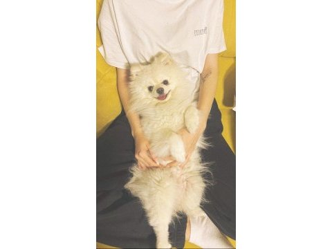 Pomeranian boo prenses