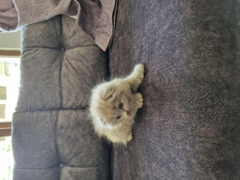 Minik scottish fold hanım yeni yuvasını arıyor