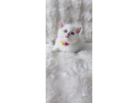 A kalite blue point dişi bicolor genli kedimiz