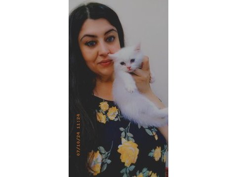 British longhair yavrularımız