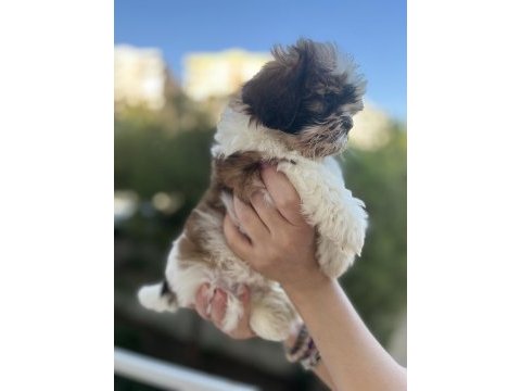 Shih tzu yavrular