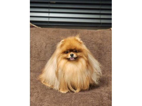Kürk yapisı ile türkiyenin en kalitelisi pomeranian