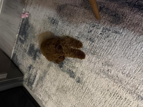Kore teacup erkek poodle