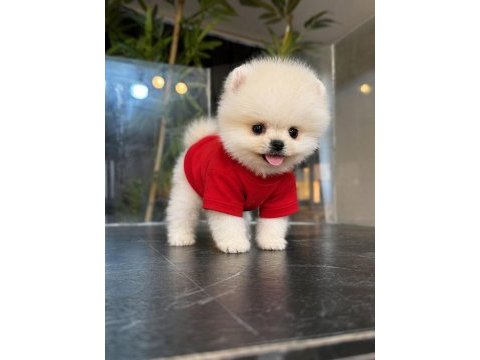 Orjinal pomeranian boo