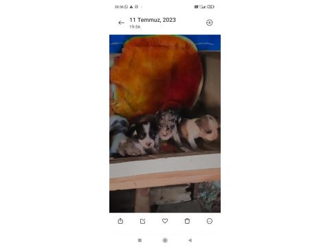 Teslime hazır şivava yavrular uygun