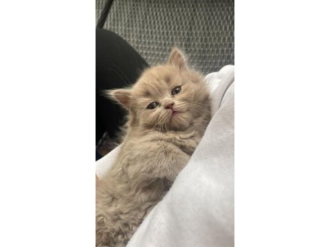 Blue point kan taşıyıcı yavrular british longhair