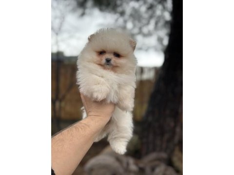 Sağlık ve ırk garantili pomeranian boo yavrularımız