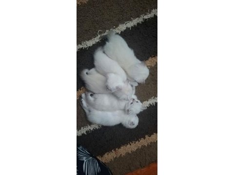 Ankaranın en seçkin scottish fold yavruları