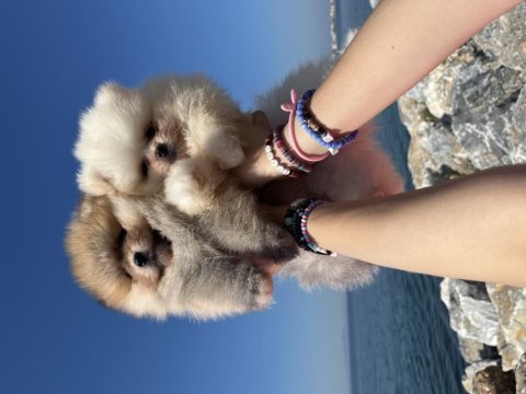 Oyuncak surat pomeranian boo