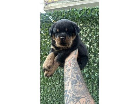 A kalite rottweiler yavrular