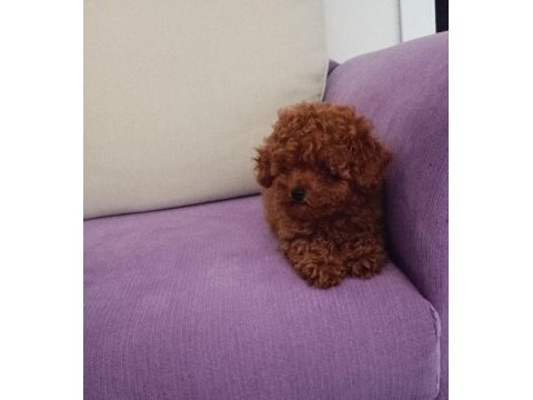 Toy ve mini boy poodle yavrularımız renk renk
