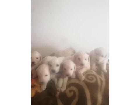 Golden retrieve yavrularım rezerve ye açıldı