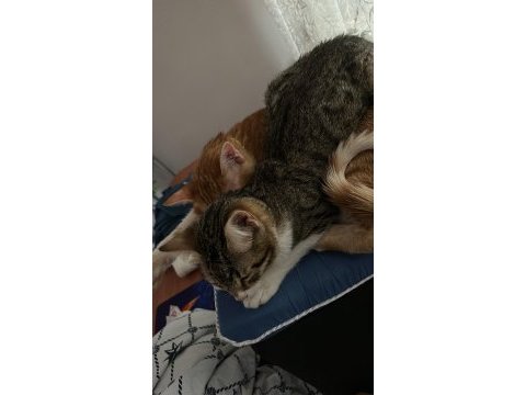4-5 aylık yavru erkek kedi çok uysal sevecen yuva arıyor