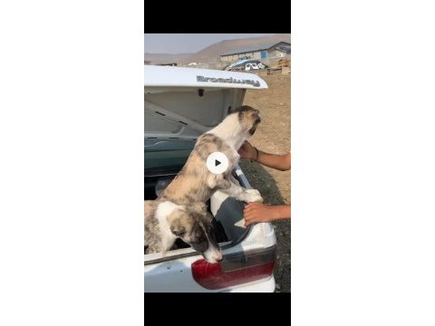 Kangal çaparlarımız saf kan orjinal