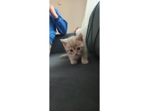 Oyuncu british shorthair yavruları