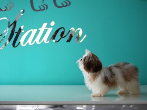 Petstatıon dan şecereli shih-tzu yavruları