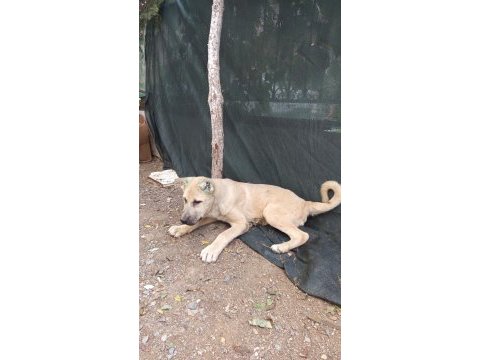 Kangal yavrusu