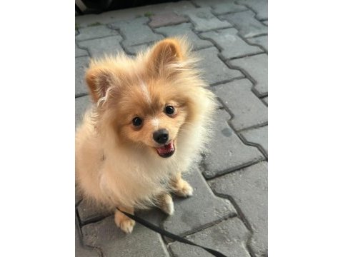 Pomeranian boykamıza güzel bir yuva
