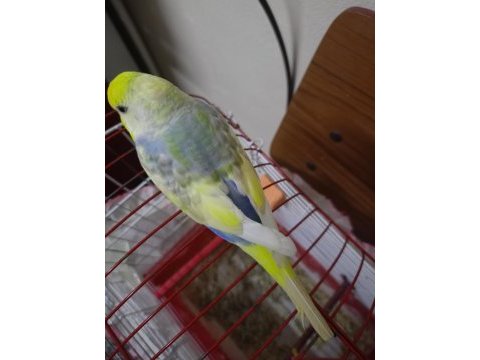 Rainbow muhabbet kuşu 4 aylık