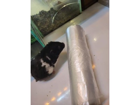 Siyah beyaz suriye hamsteri