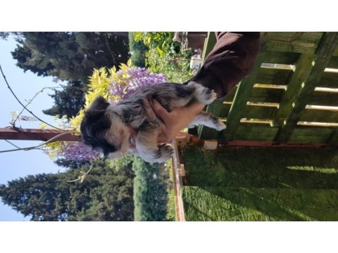 Minyatür schnauzer şecereli çipli